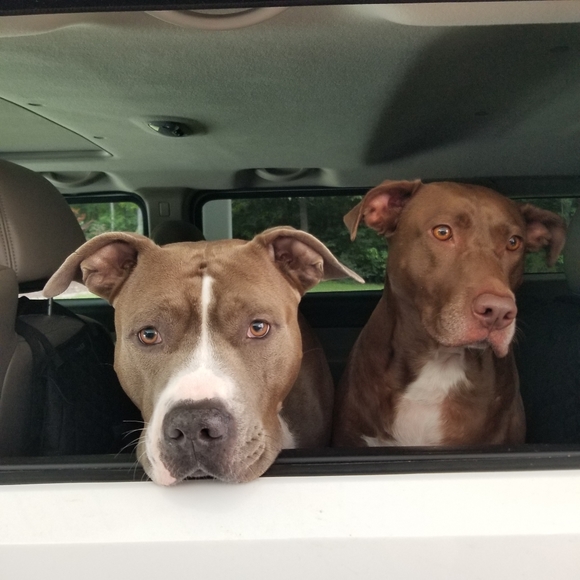 Meet your Posher, Brandi - Picture 7 of 12